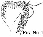 Feather Stitch in 1880