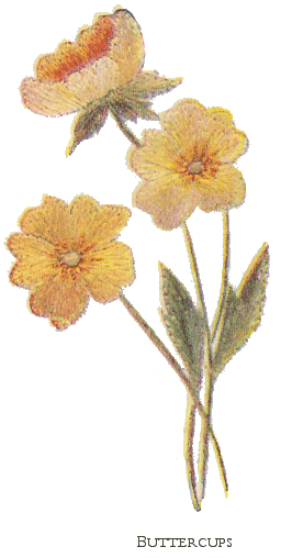 Embroidered Buttercups