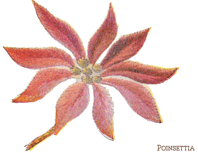 Embroidered Poinsettia