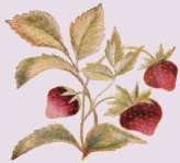 embroidered strawberries